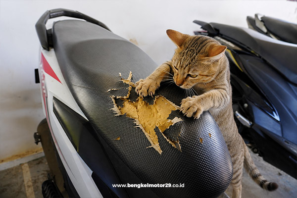 Jok motor yang rusak akibat dicabik kucing sehingga perlu dilakukan perbaikan atau penggantian jok motor.